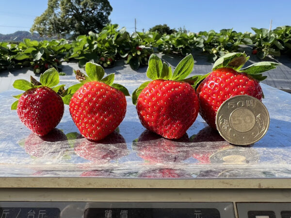 愛玩家嚴選｜新鮮草莓宅配