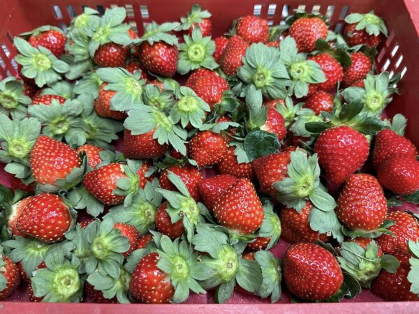 愛玩家嚴選｜新鮮草莓宅配