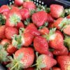愛玩家嚴選｜新鮮草莓宅配