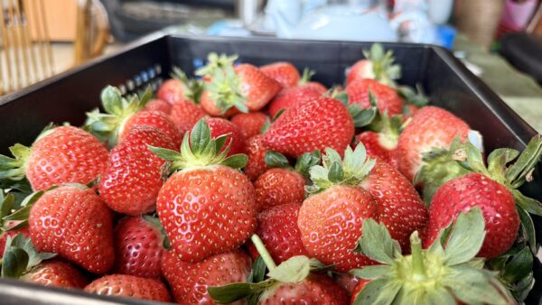 愛玩家嚴選｜新鮮草莓宅配