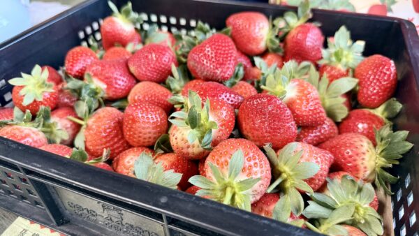 愛玩家嚴選｜新鮮草莓宅配