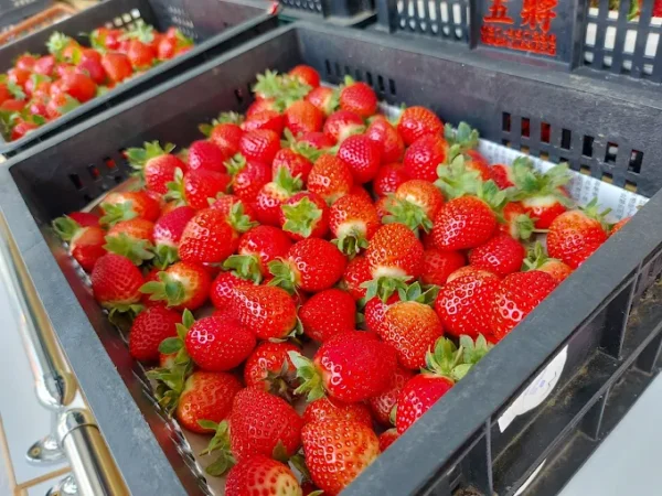 愛玩家嚴選｜新鮮草莓宅配