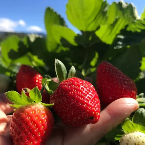 愛玩家嚴選｜新鮮草莓宅配