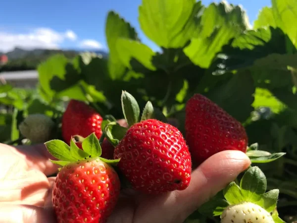 愛玩家嚴選｜新鮮草莓宅配
