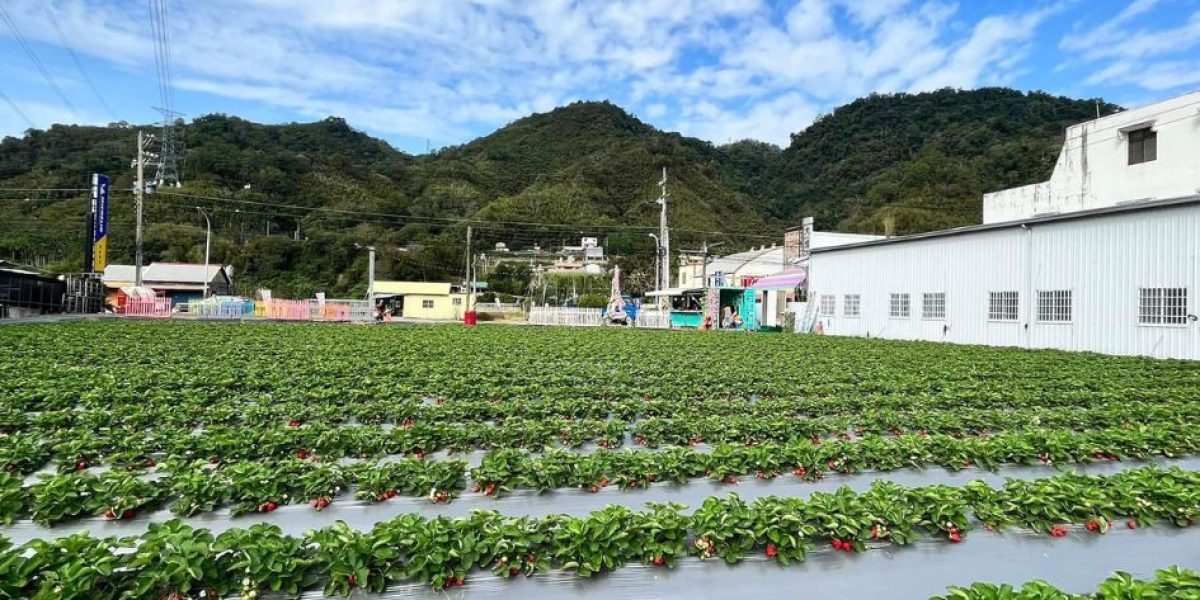 傳統平面栽種方式