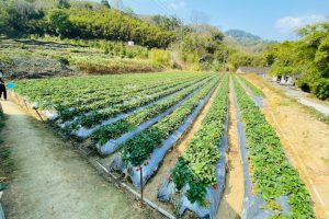 大湖草莓樂園