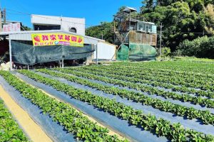 我家草莓園