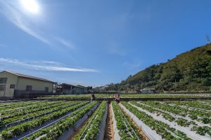 盛湖草莓園