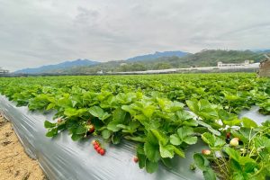 清香草莓園