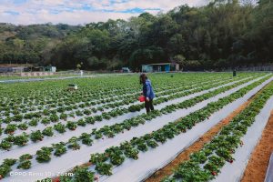 大窩橋草莓園