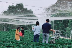 鄉村草莓園