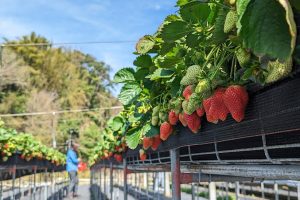 新興草莓農場