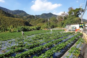 重光草莓園