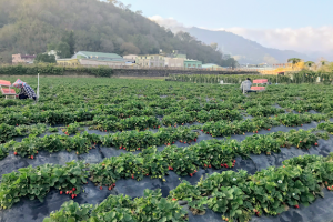 咖子草莓園