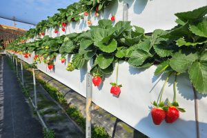 登豐草莓園