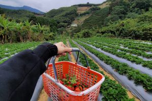 業順草莓園