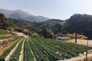 玩家遊草莓園