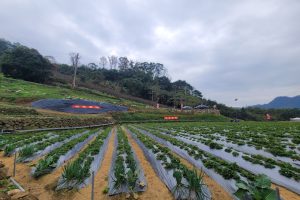 老家草莓園