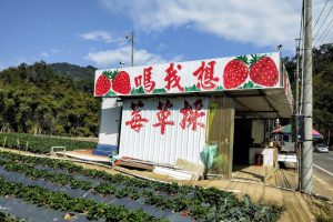 想我嗎草莓園