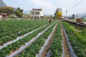 灣潭玫瑰草莓園