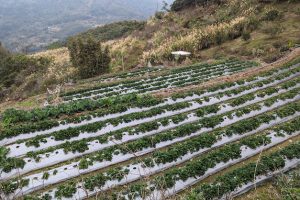 鷂婆山線採草莓