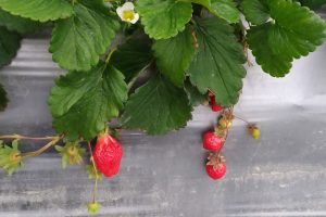 長泰高山草莓園