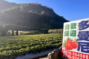 多曼尼草莓園