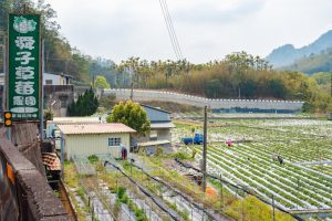 舜子草莓園