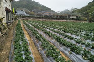 假日休閒站草莓園