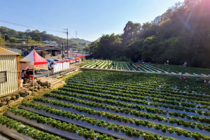 136草莓園