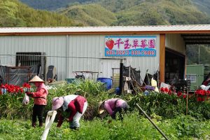 千玉草莓園