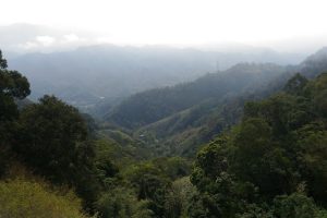 石水坊高冷草莓園