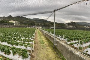 湧泉草莓園