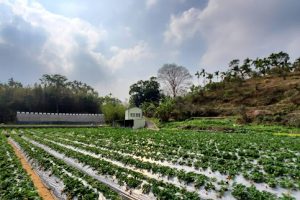 麥麥草莓農園