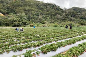 大仁哥草莓園