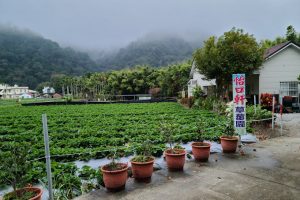 怡口軒草莓園